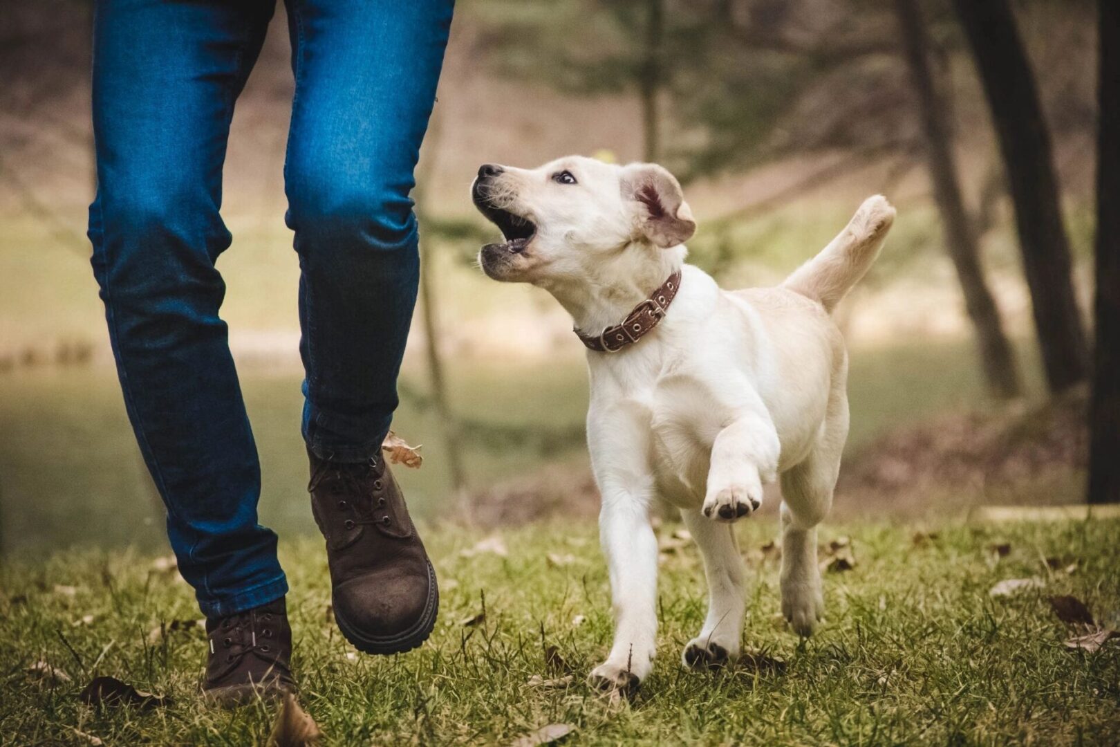 Blue Creek Pet Cremation