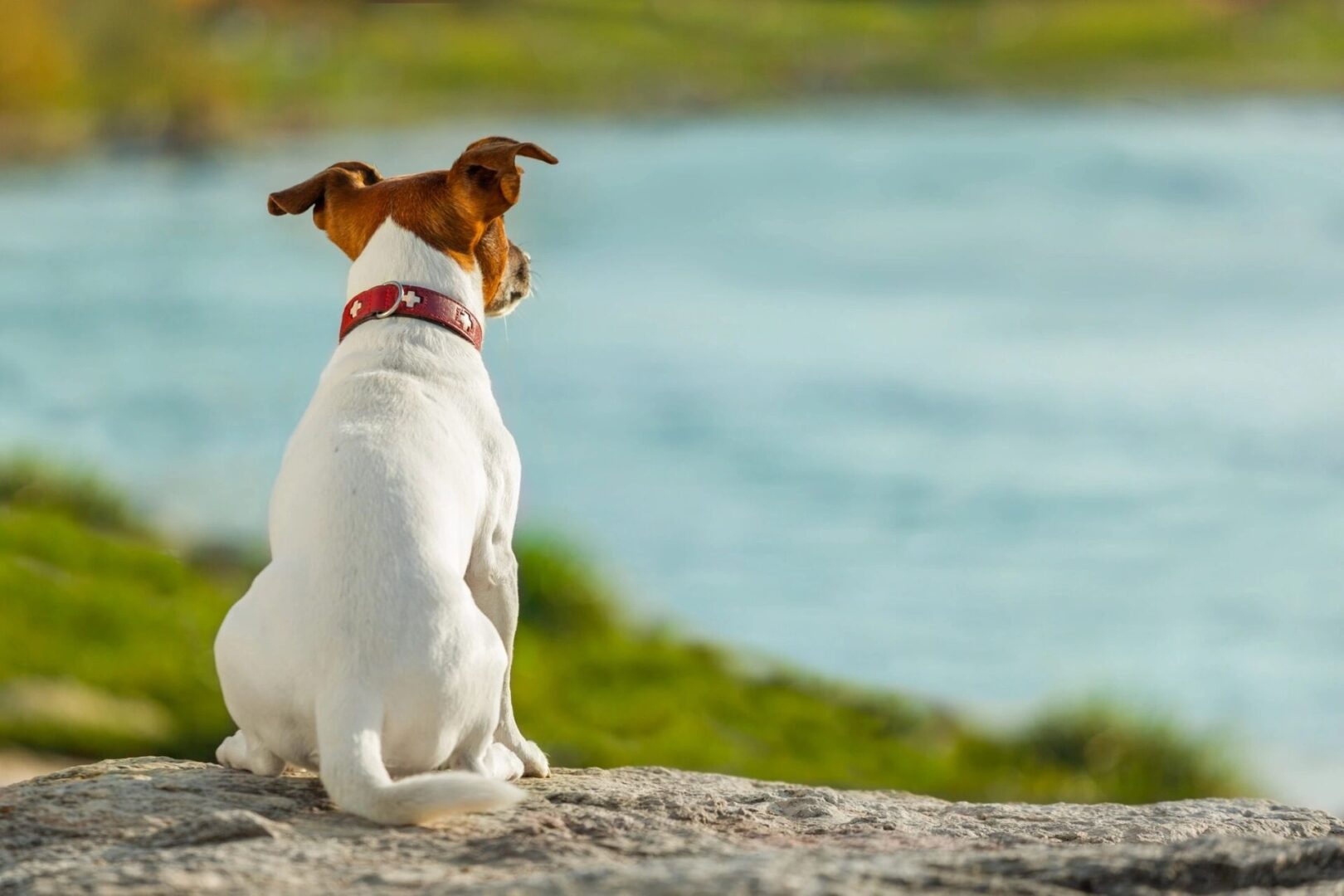 Blue Creek Pet Cremation